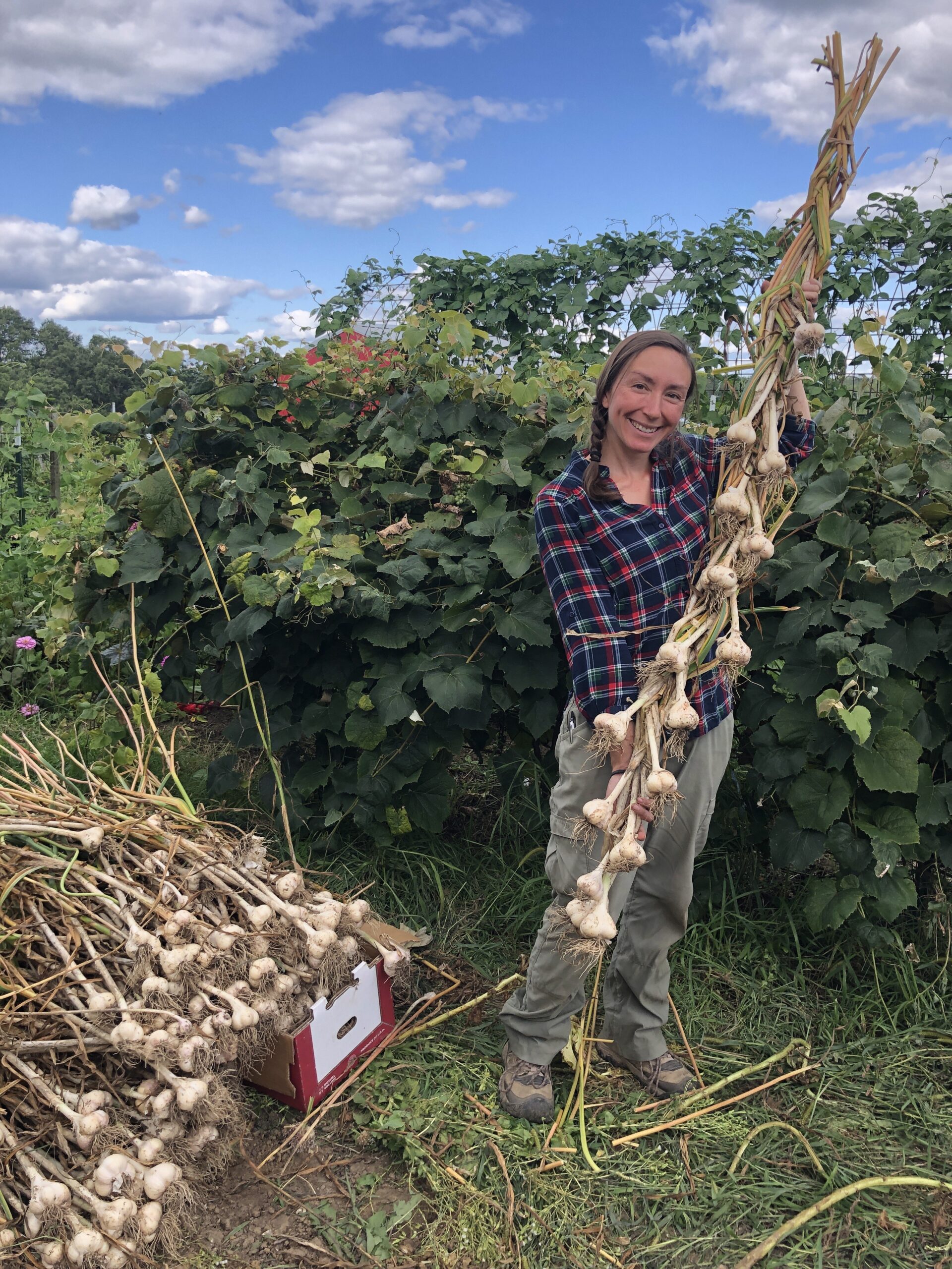 HARVESTING GARLIC