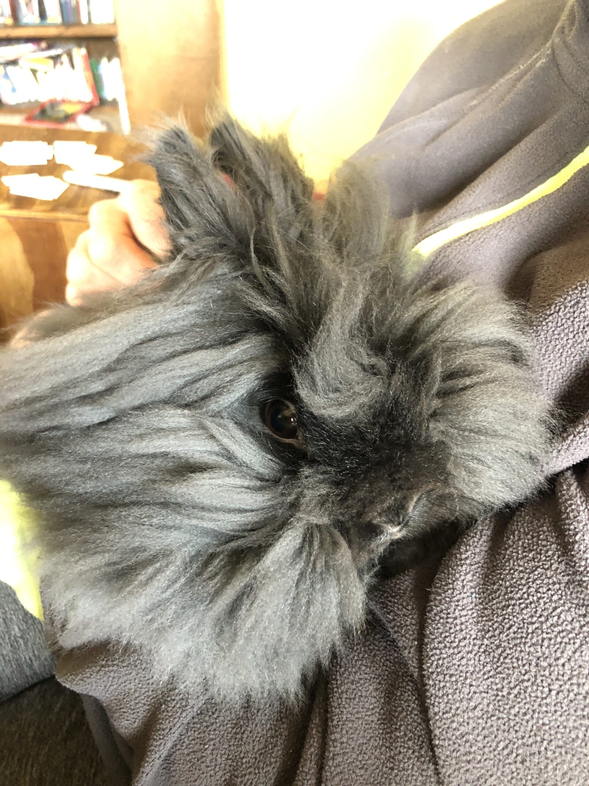 Welcoming New Bunnies to the Farm!