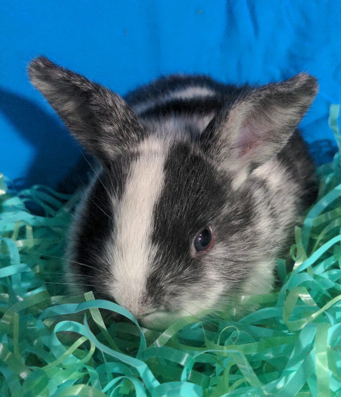BUNNIES FOR SALE – Koren Family Farm LLC