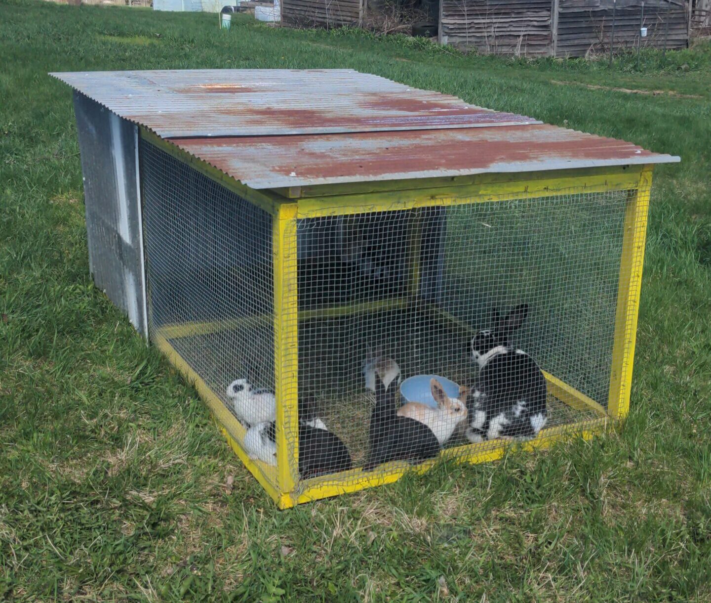 Rabbits Are Outside!