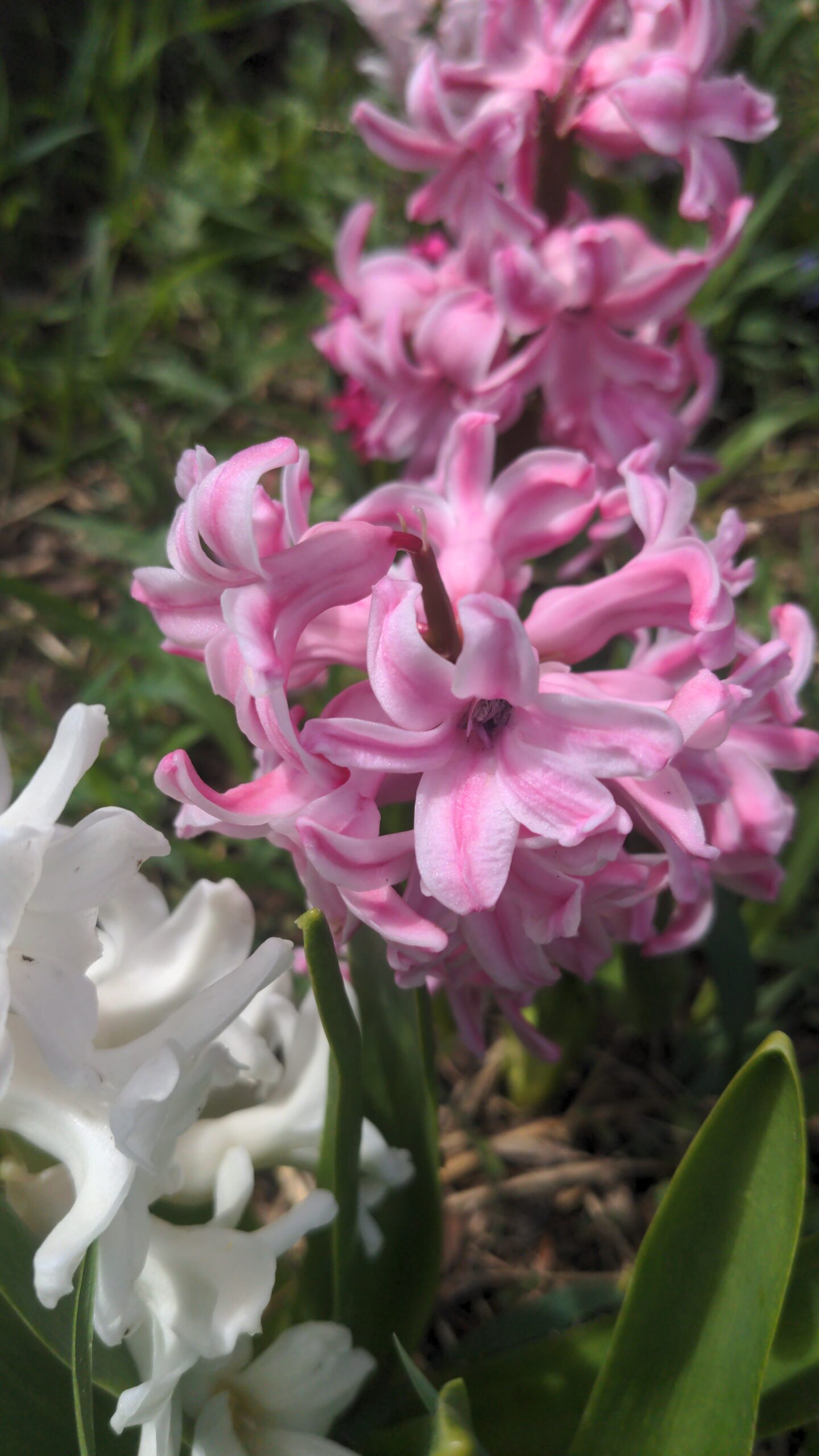 Spring Blooms | Photo Gallery
