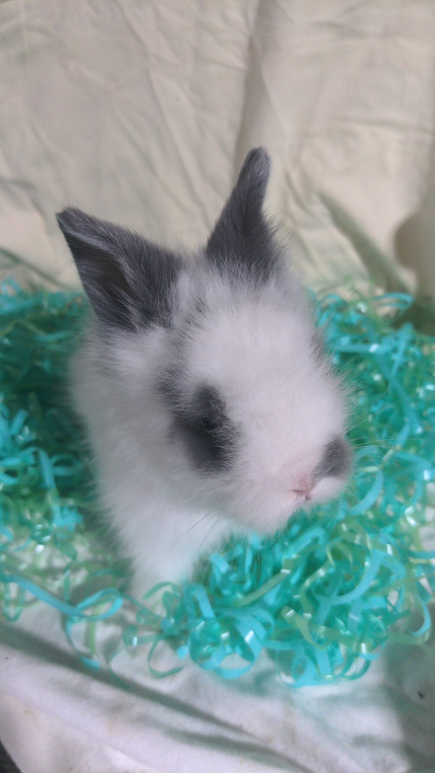 Lionhead Bunnies Available!