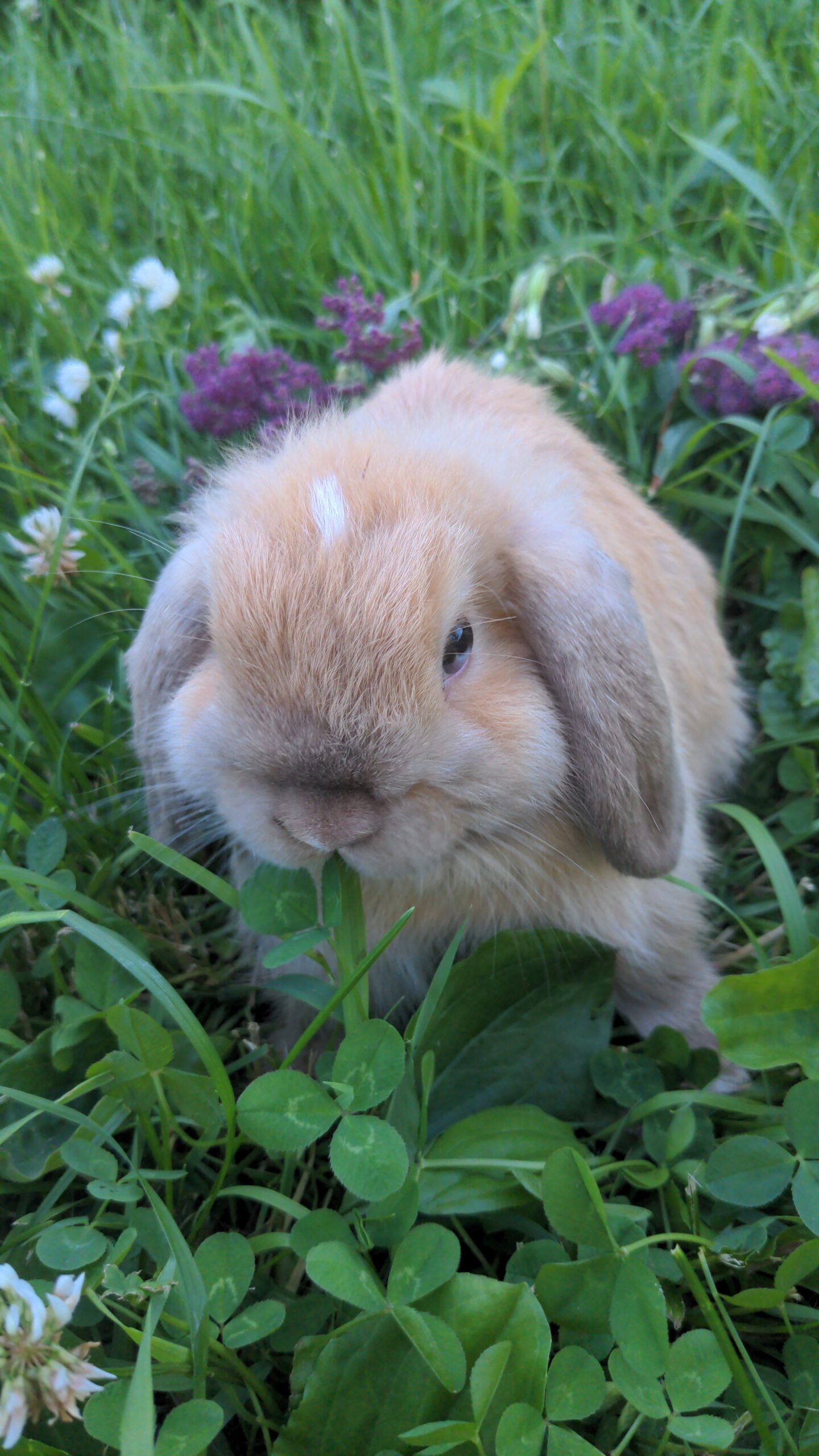 Bunny Photo Gallery & Cute Bunny Videos