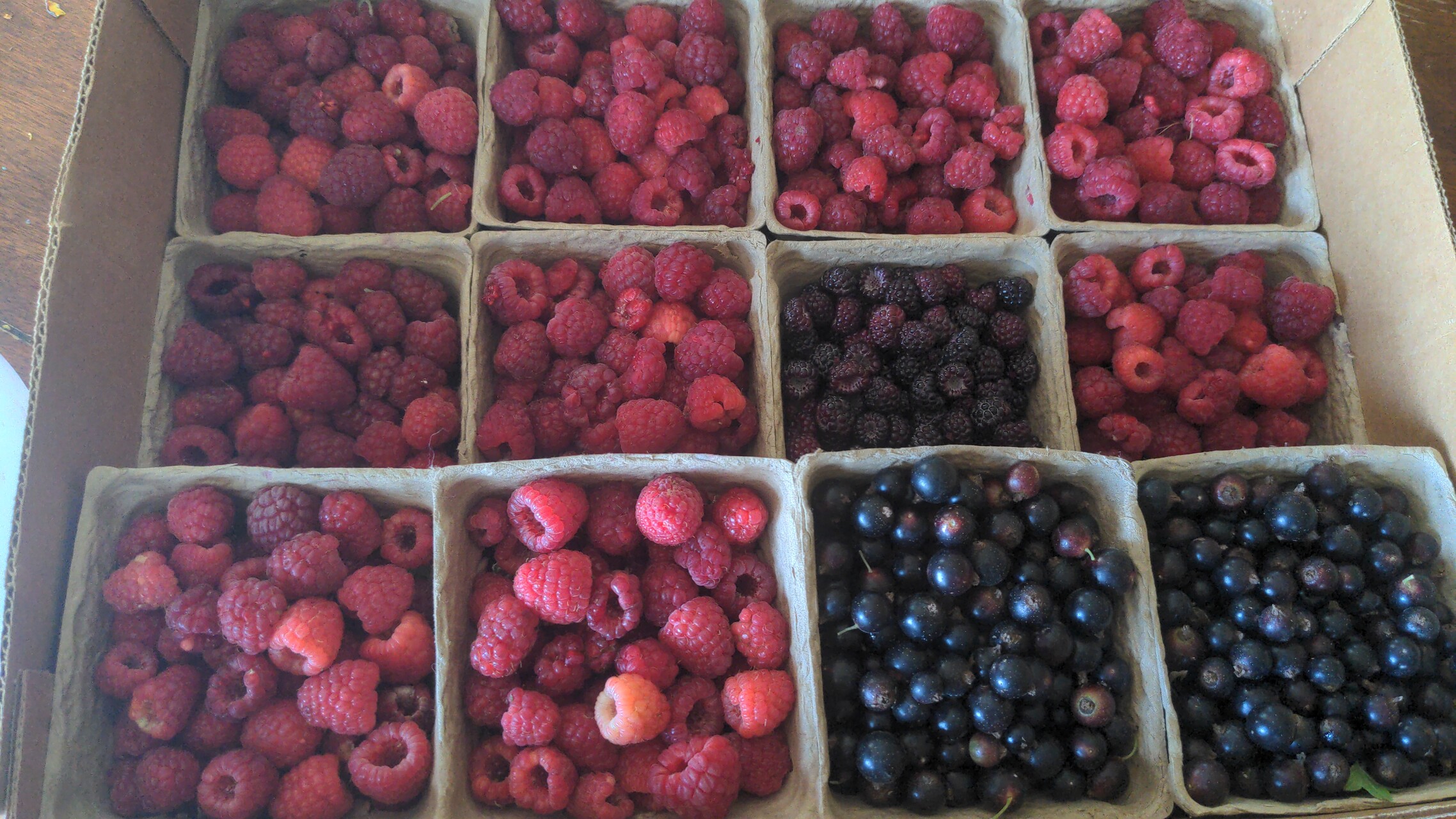 Raspberry Season is Here!
