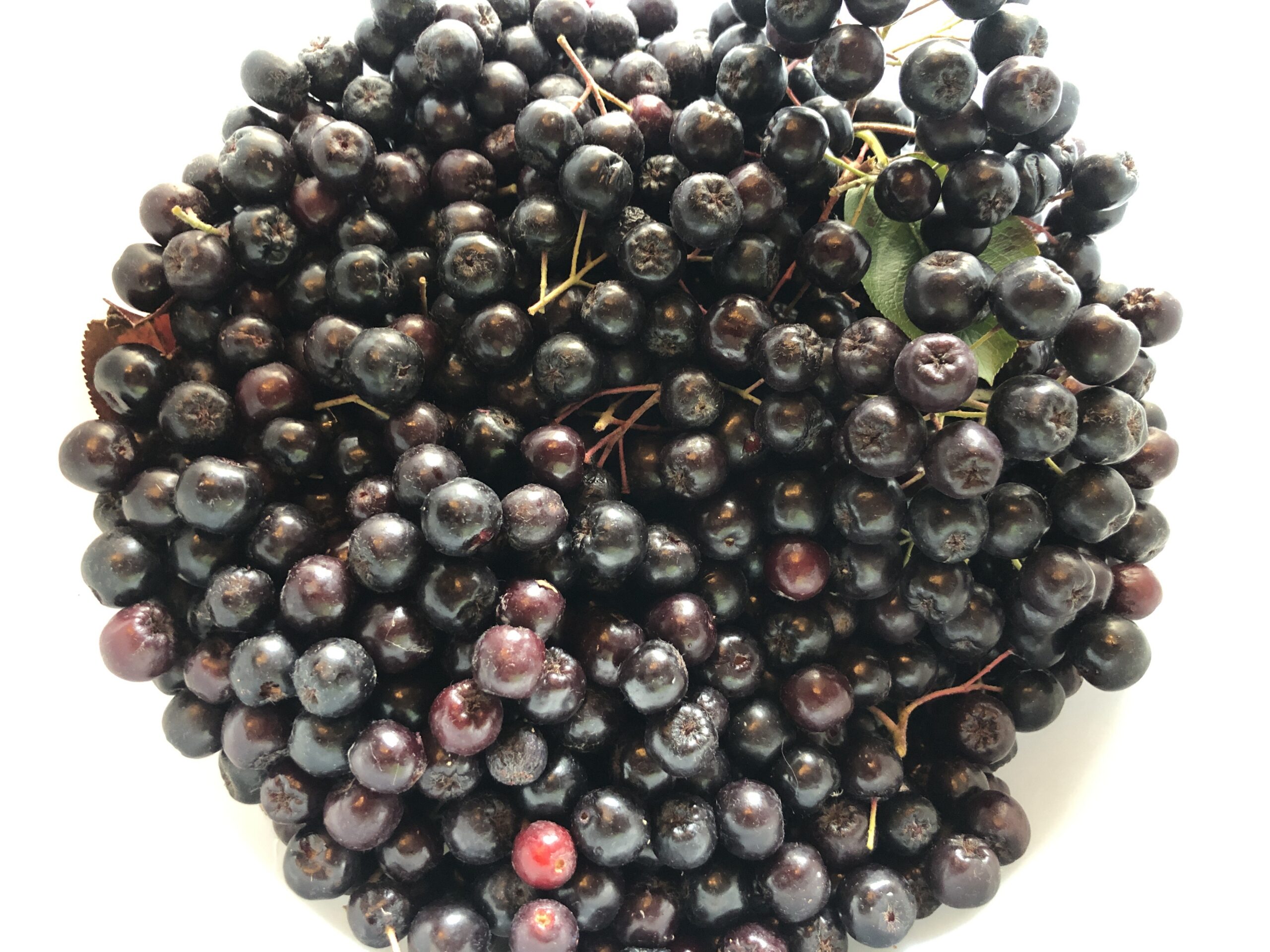 Aronia Berries – What Are They?