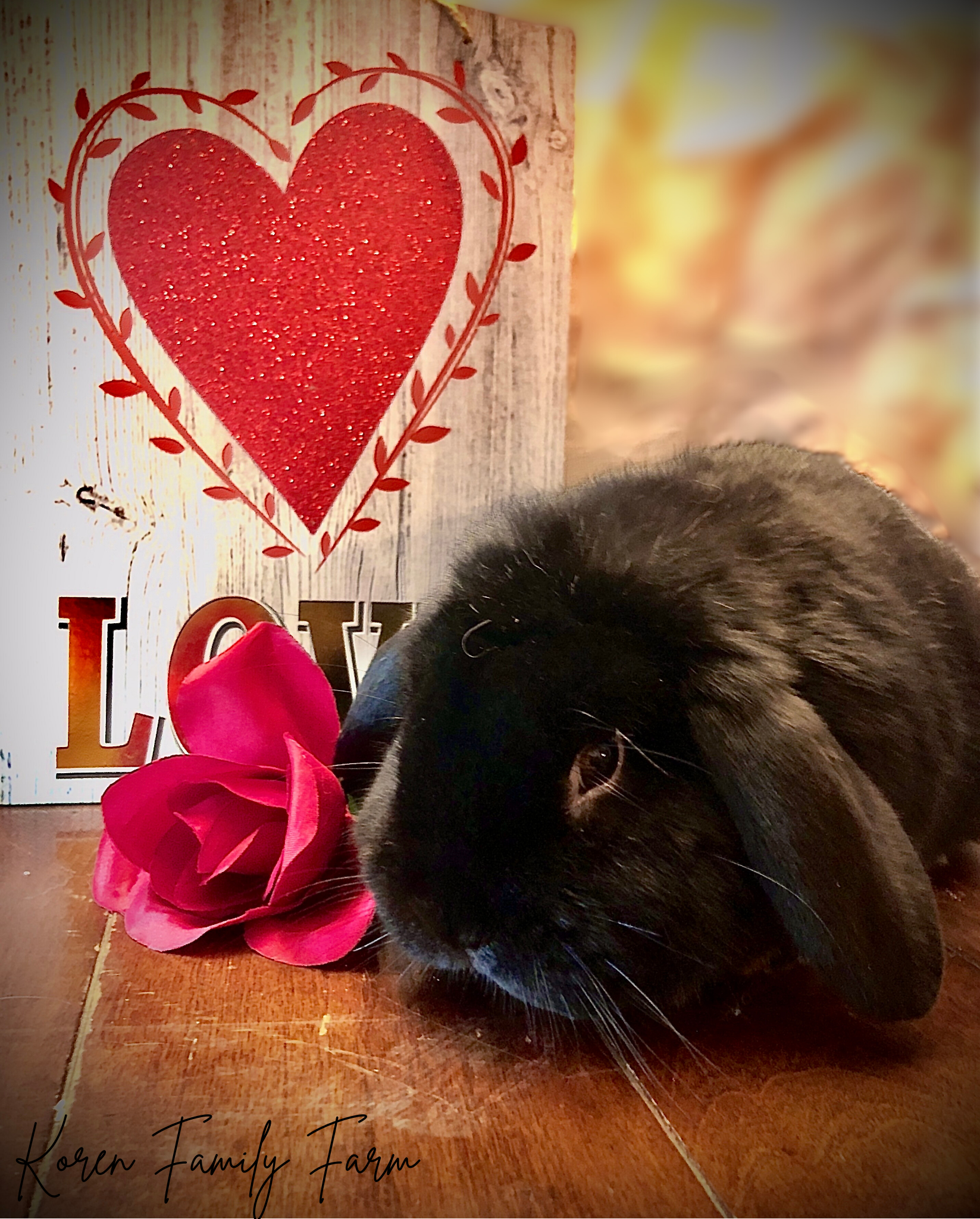 Bunnies for Sale in Rushford, MN. – Koren Family Farm LLC