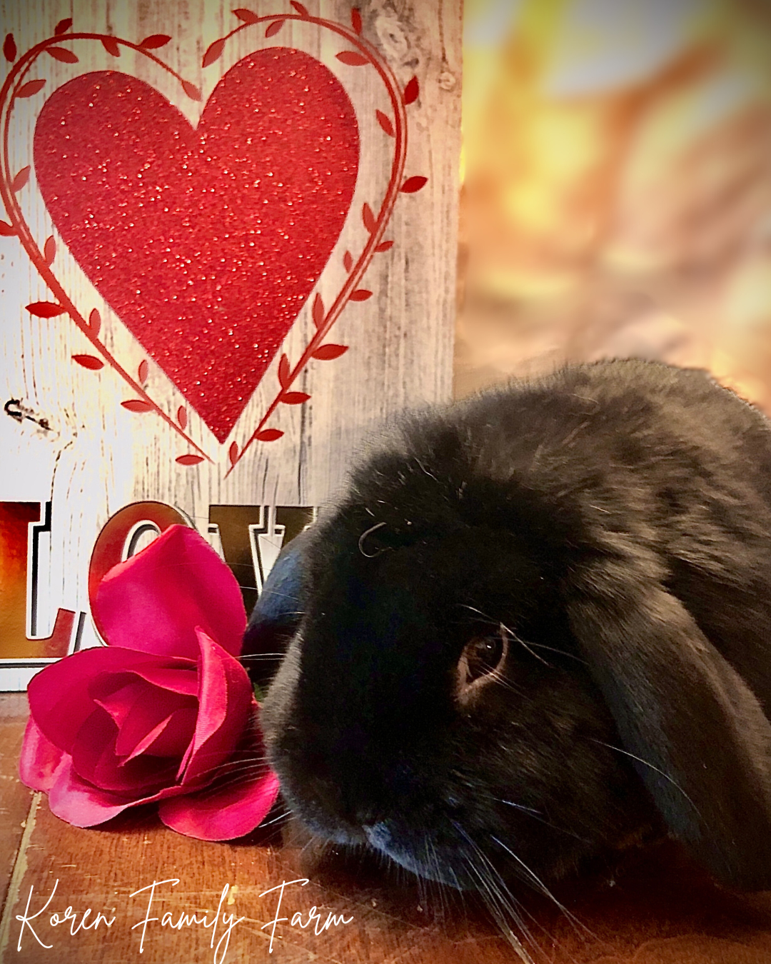 Rabbit Photo Gallery Out Now!