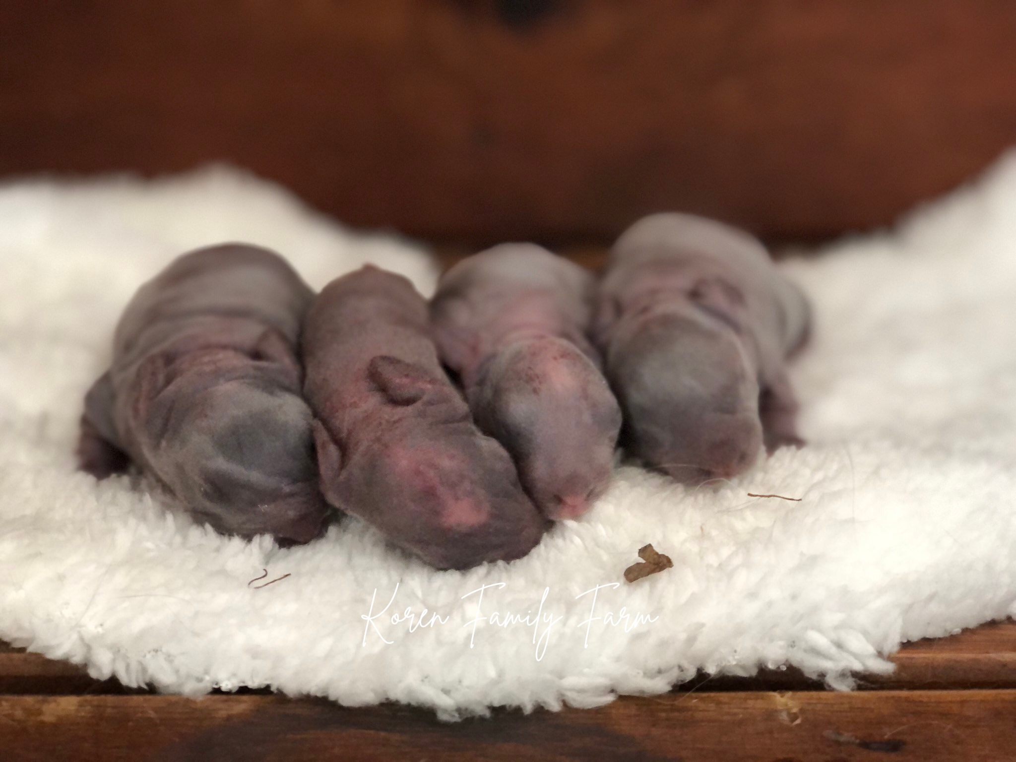 First Litter of The Year!